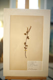 Early 20th century Swedish herbarium page- No5