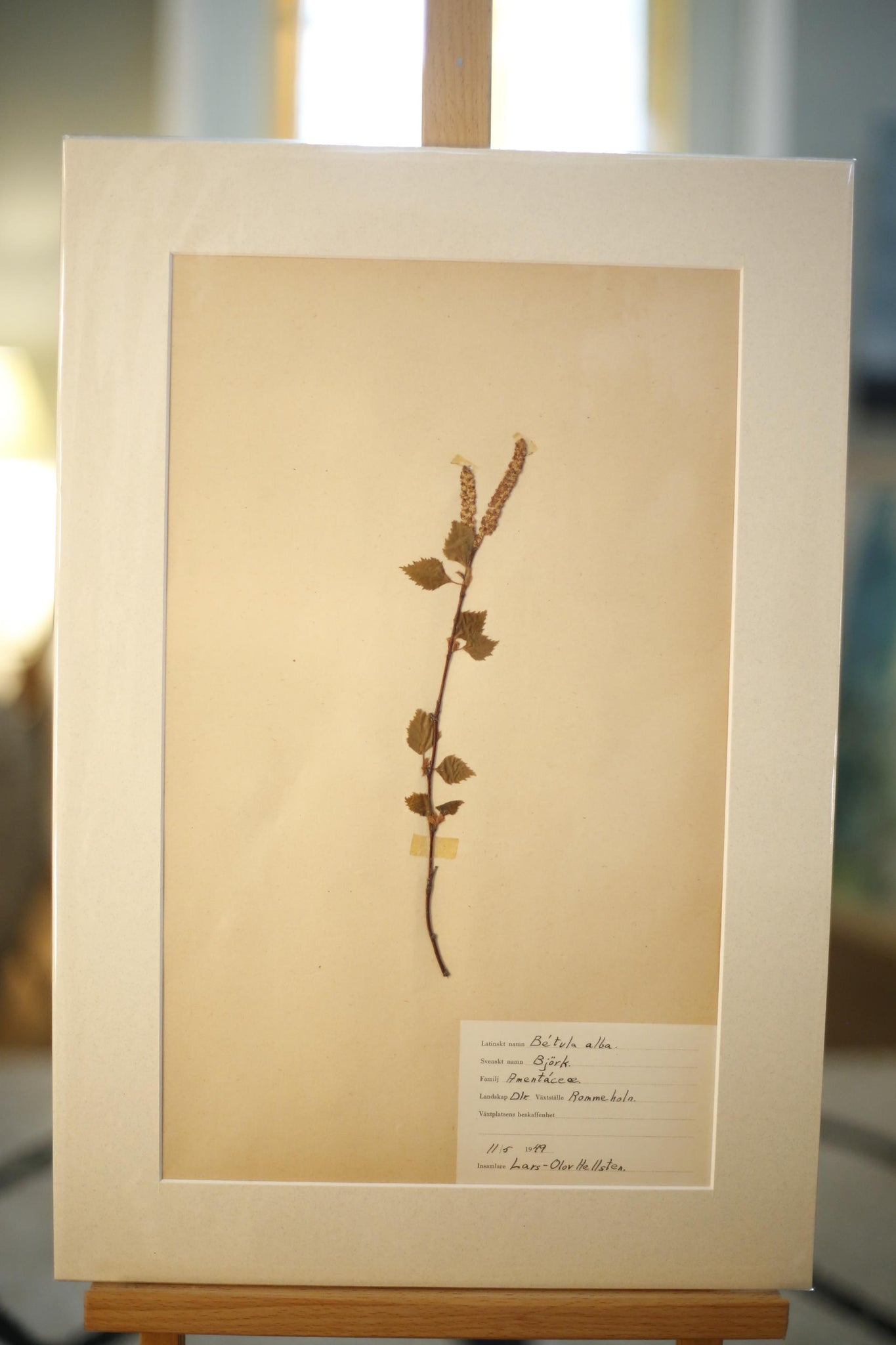 Early 20th century Swedish herbarium page- No5