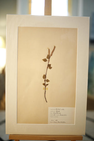 Early 20th century Swedish herbarium page- No5