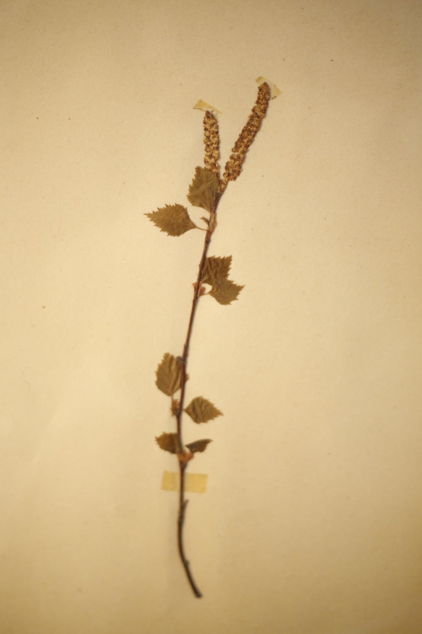 Early 20th century Swedish herbarium page- No5