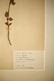 Early 20th century Swedish herbarium page- No5