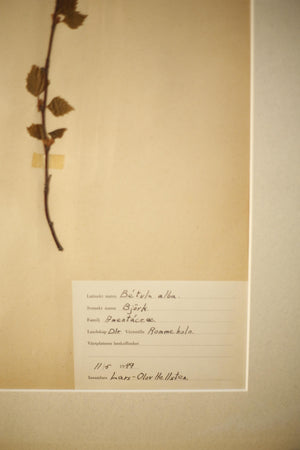 Early 20th century Swedish herbarium page- No5
