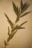 Early 20th century Swedish herbarium page- No7