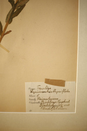 Early 20th century Swedish herbarium page- No7