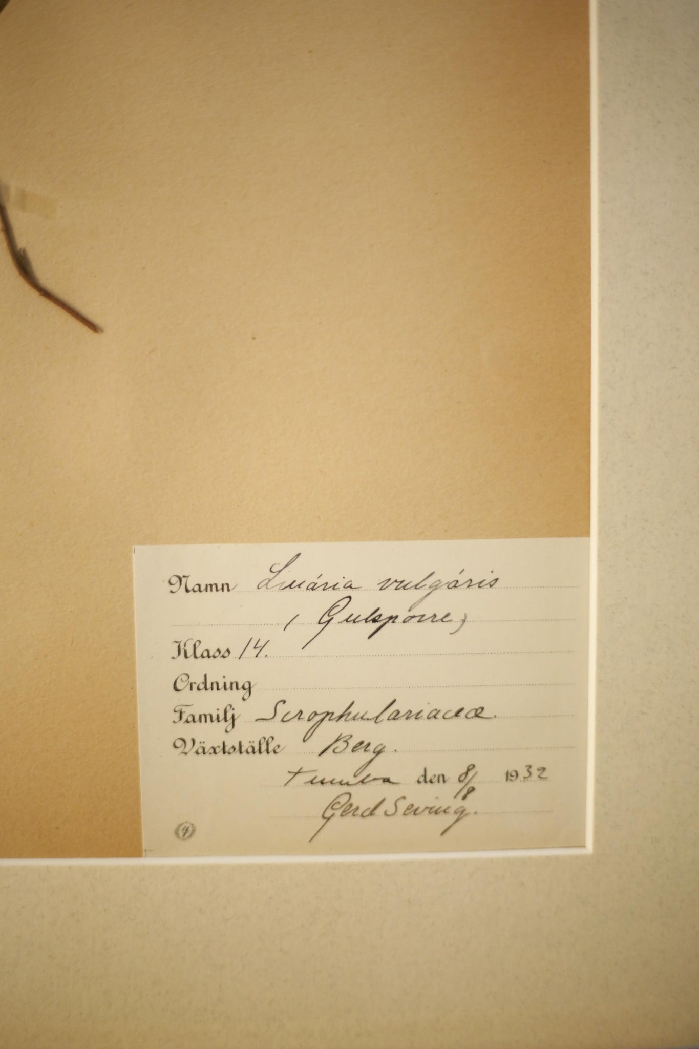 Early 20th century Swedish herbarium page- No8