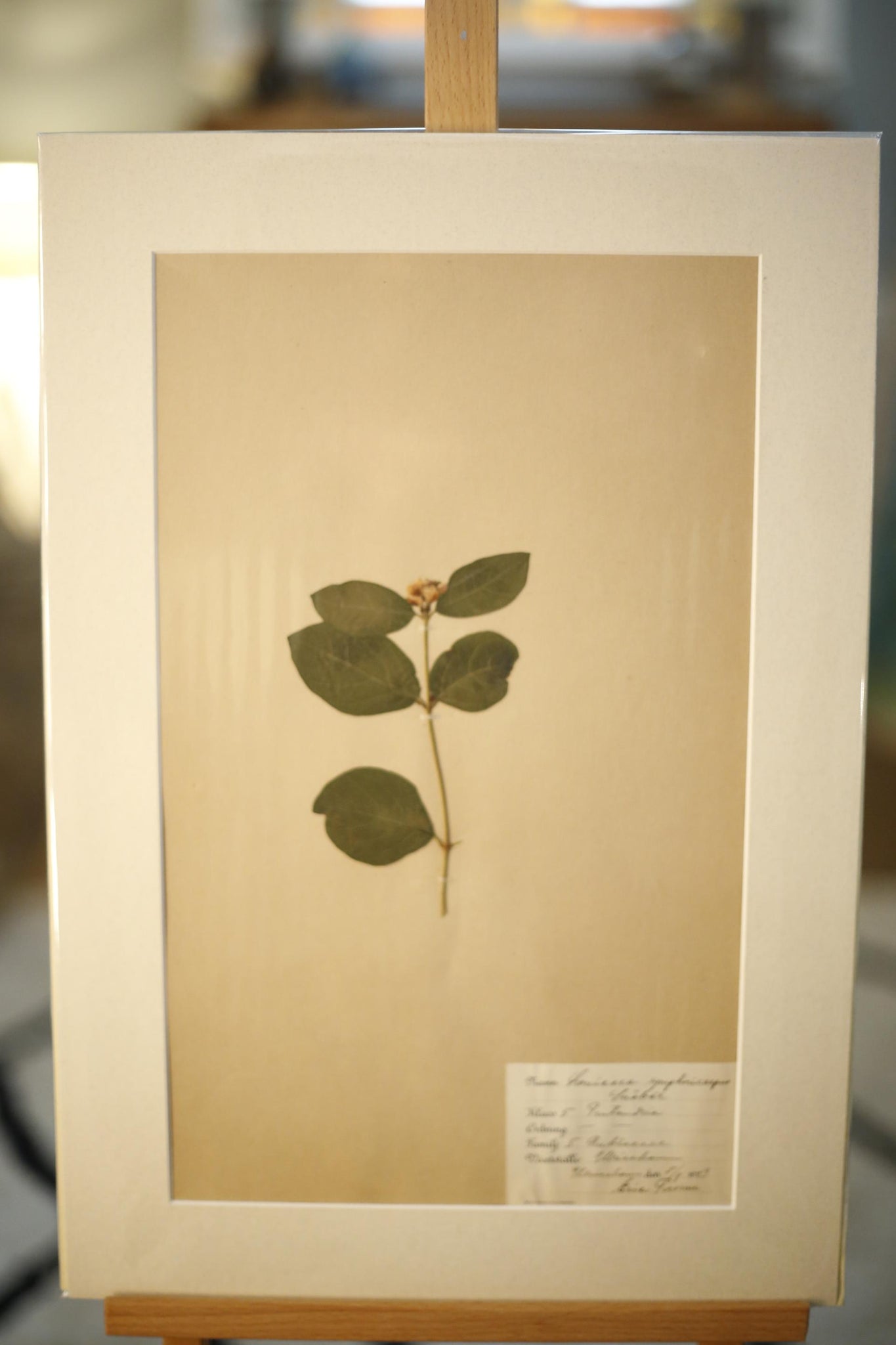 Early 20th century Swedish herbarium page- No9