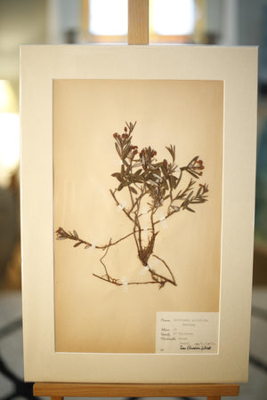 Early 20th century Swedish herbarium page- No11