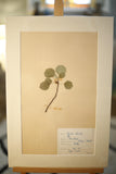Early 20th century Swedish herbarium page- No13