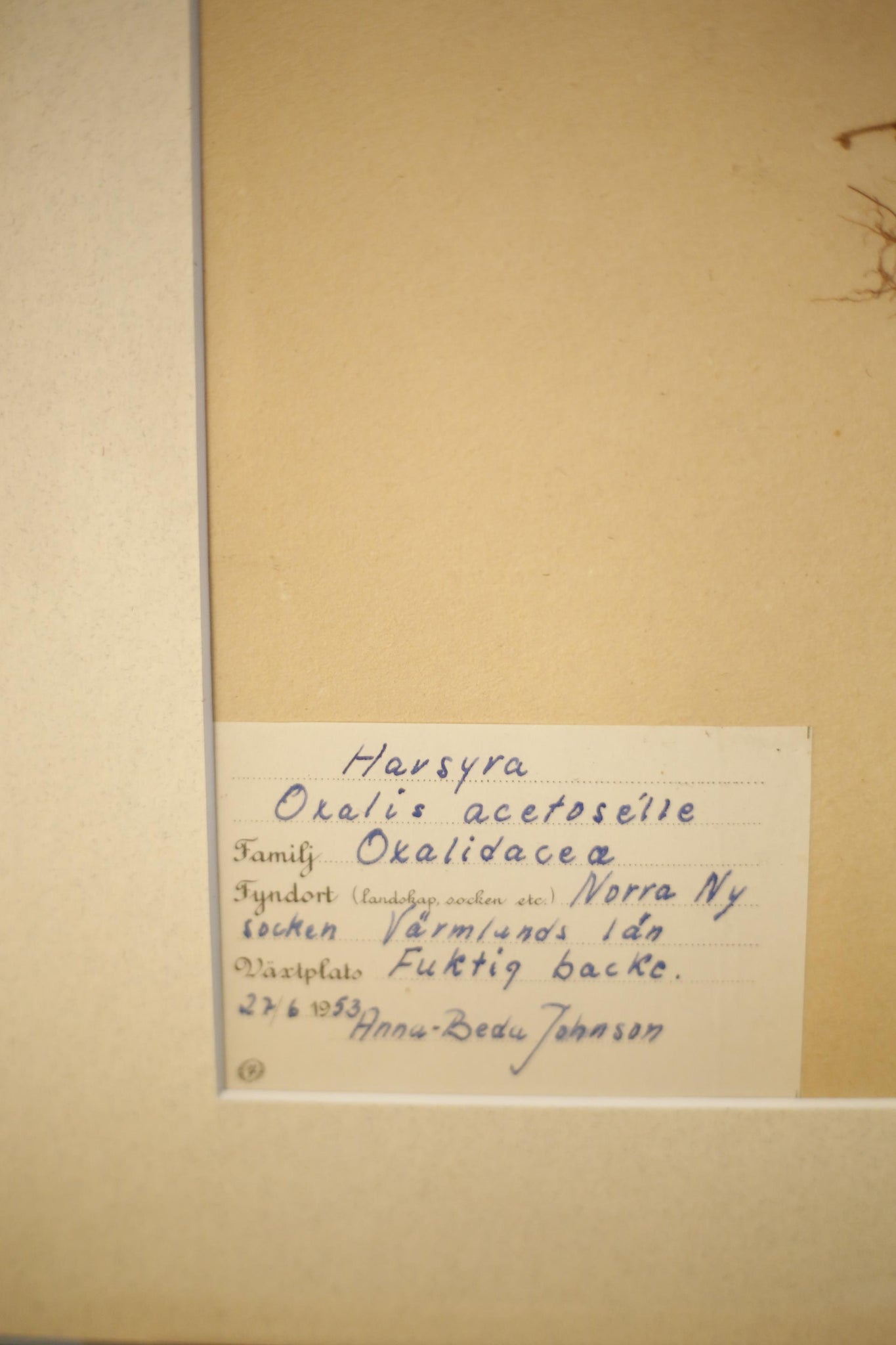 Early 20th century Swedish herbarium page- No15