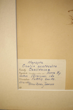 Early 20th century Swedish herbarium page- No15