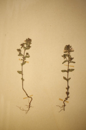Early 20th century Swedish herbarium page- No16