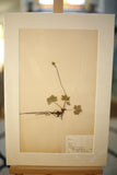 Early 20th century Swedish herbarium page- No17