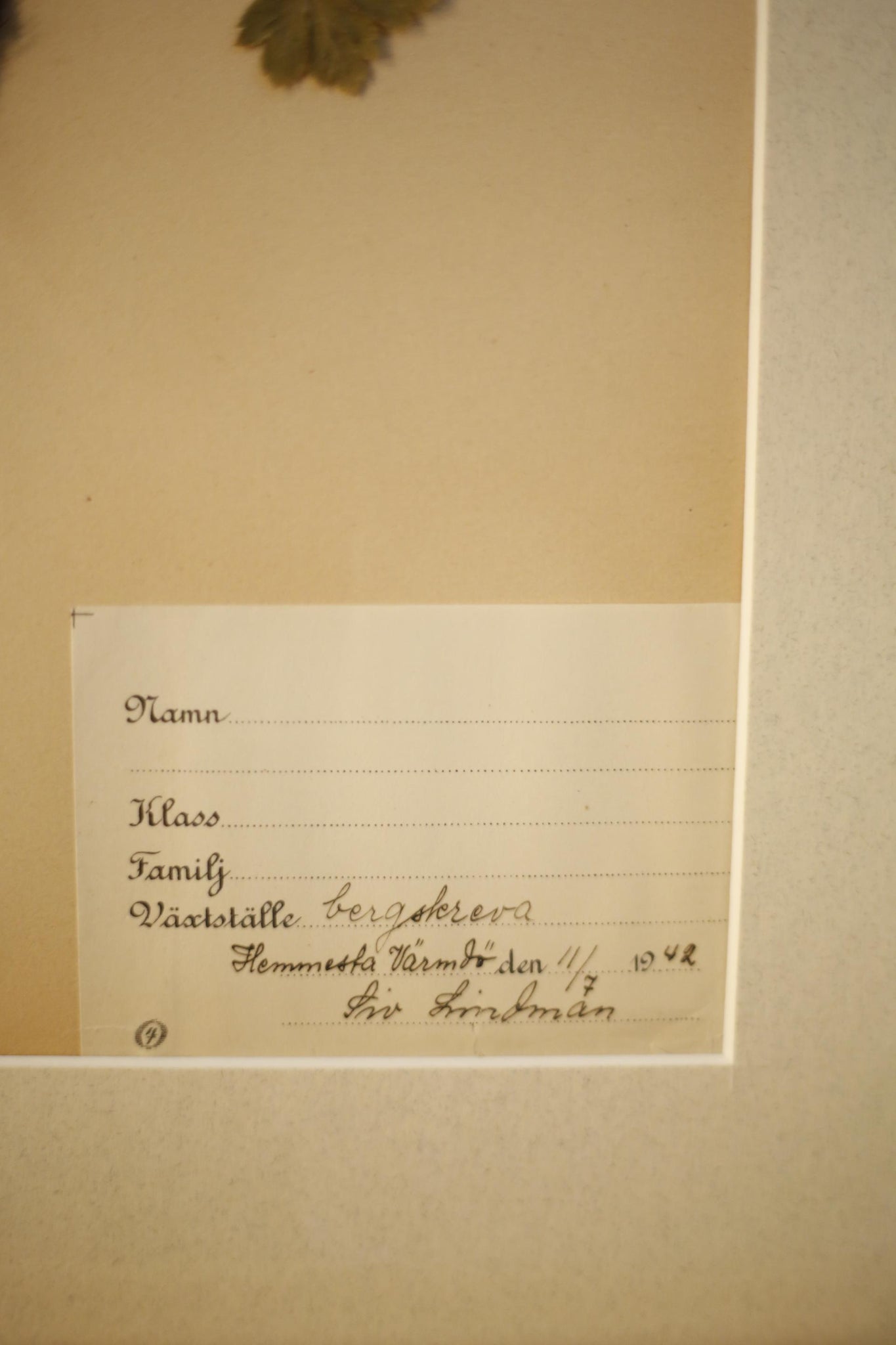 Early 20th century Swedish herbarium page- No17