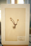 Early 20th century Swedish herbarium page- No19