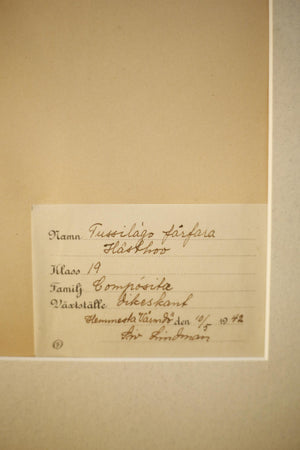 Early 20th century Swedish herbarium page- No19