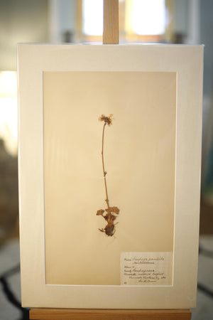 Early 20th century Swedish herbarium page- No22