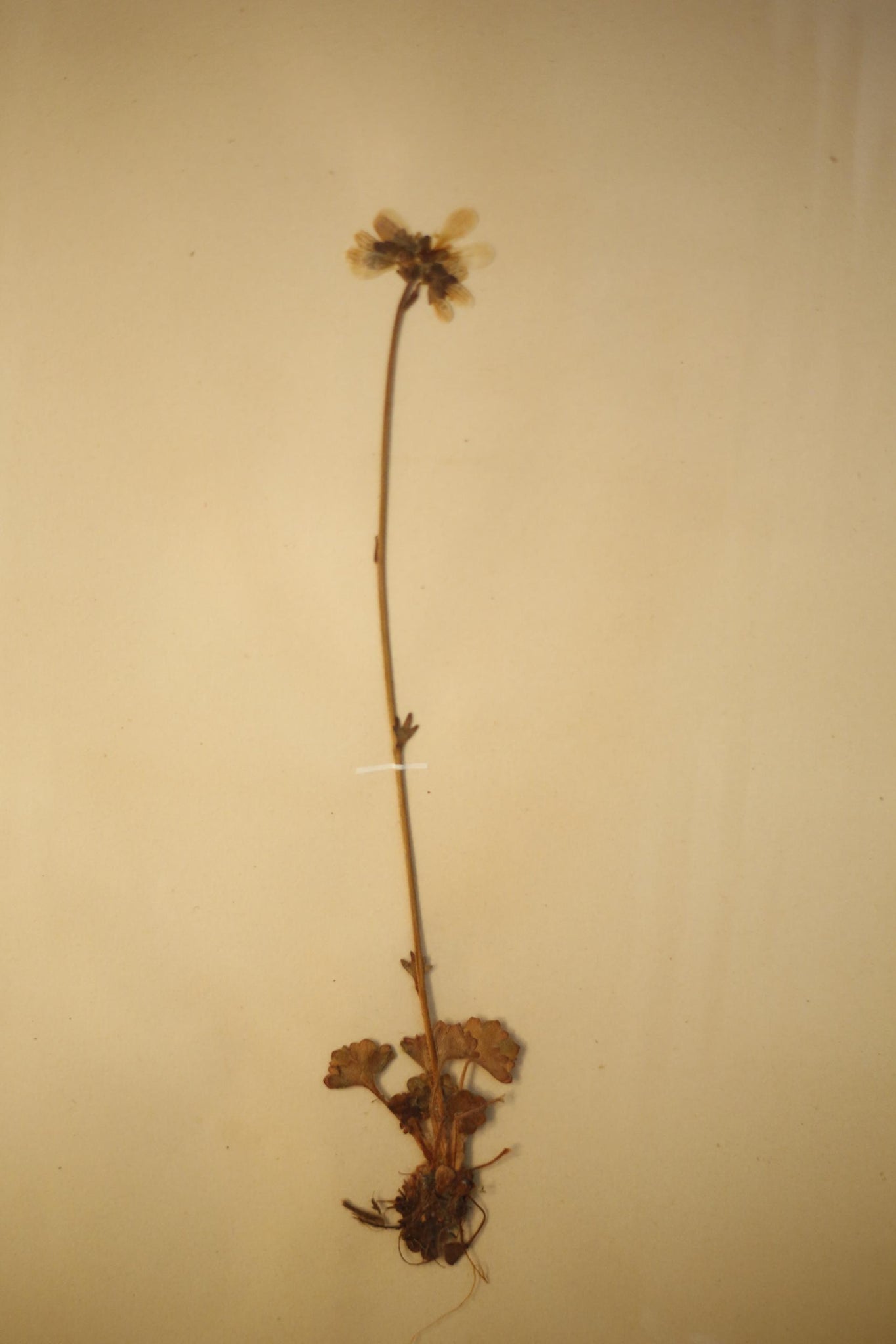 Early 20th century Swedish herbarium page- No22