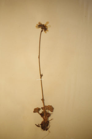 Early 20th century Swedish herbarium page- No22