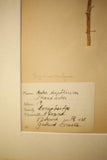 Early 20th century Swedish herbarium page- No23