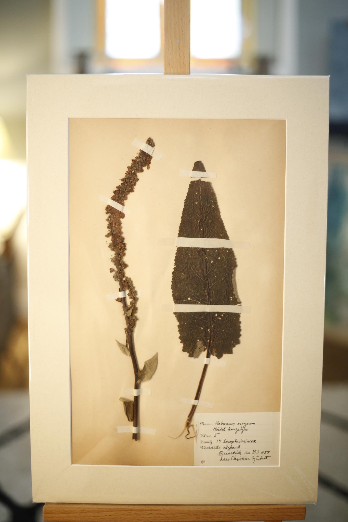 Early 20th century Swedish herbarium page- No24