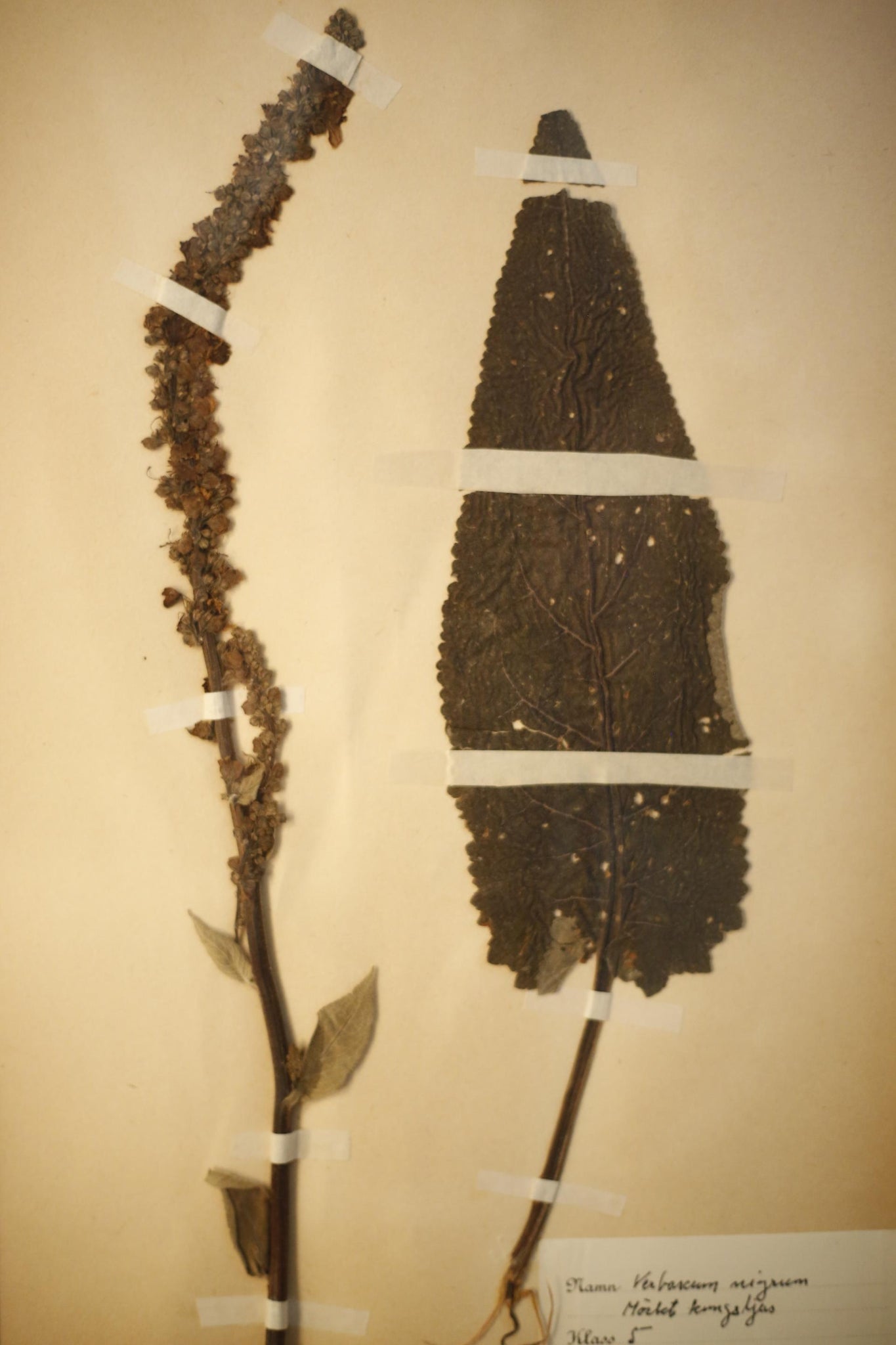 Early 20th century Swedish herbarium page- No24