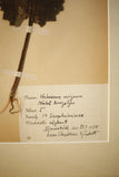 Early 20th century Swedish herbarium page- No24