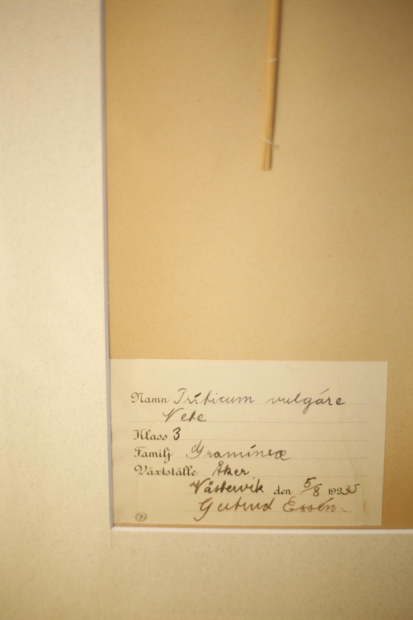 Early 20th century Swedish herbarium page- No26