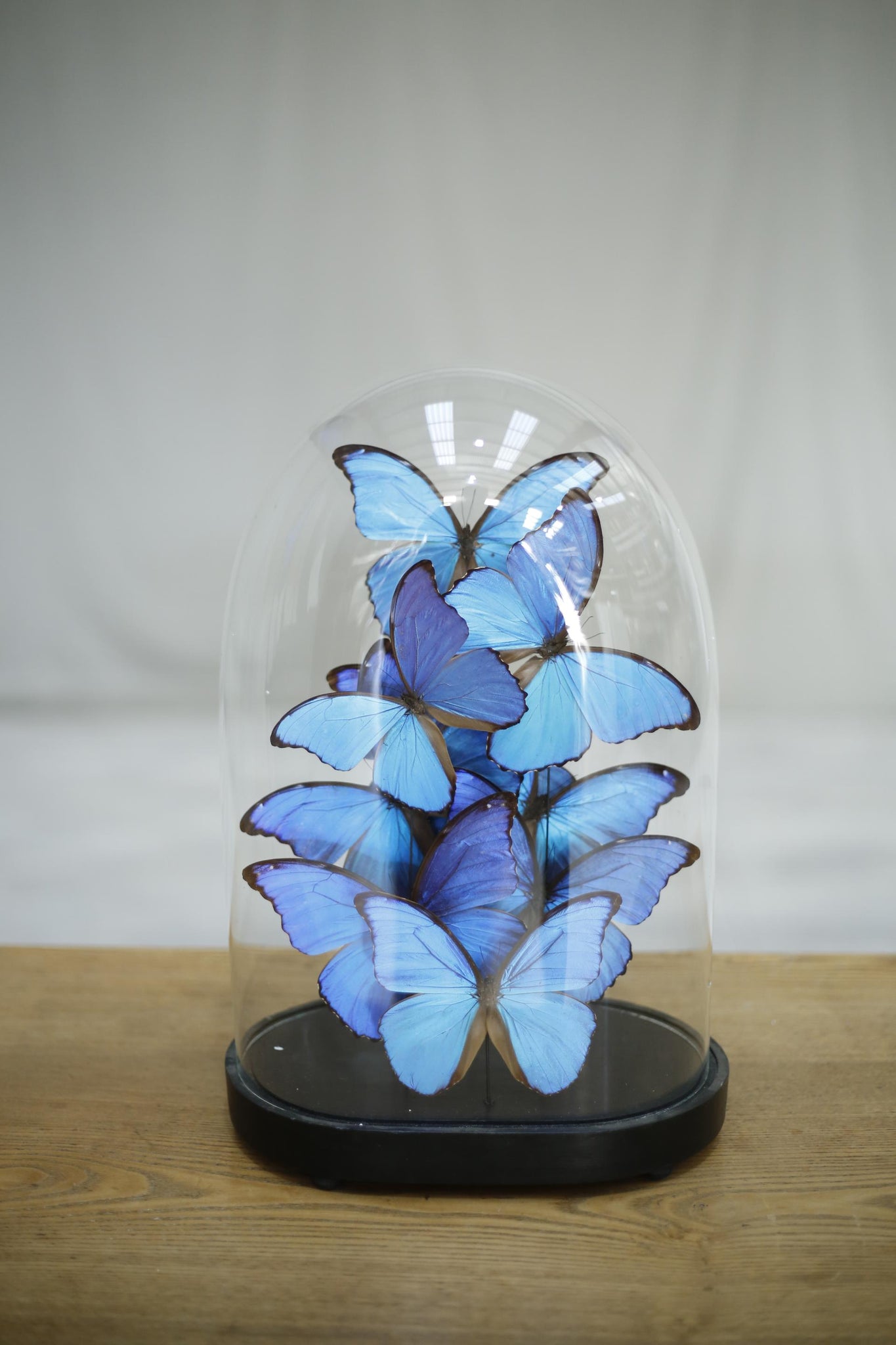 Large glass dome filled with blue morpho butterflies