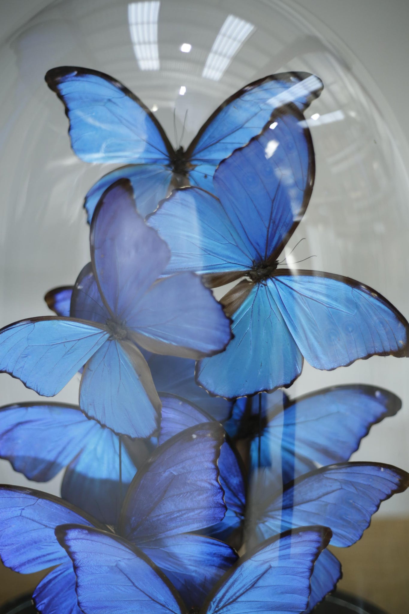 Large glass dome filled with blue morpho butterflies