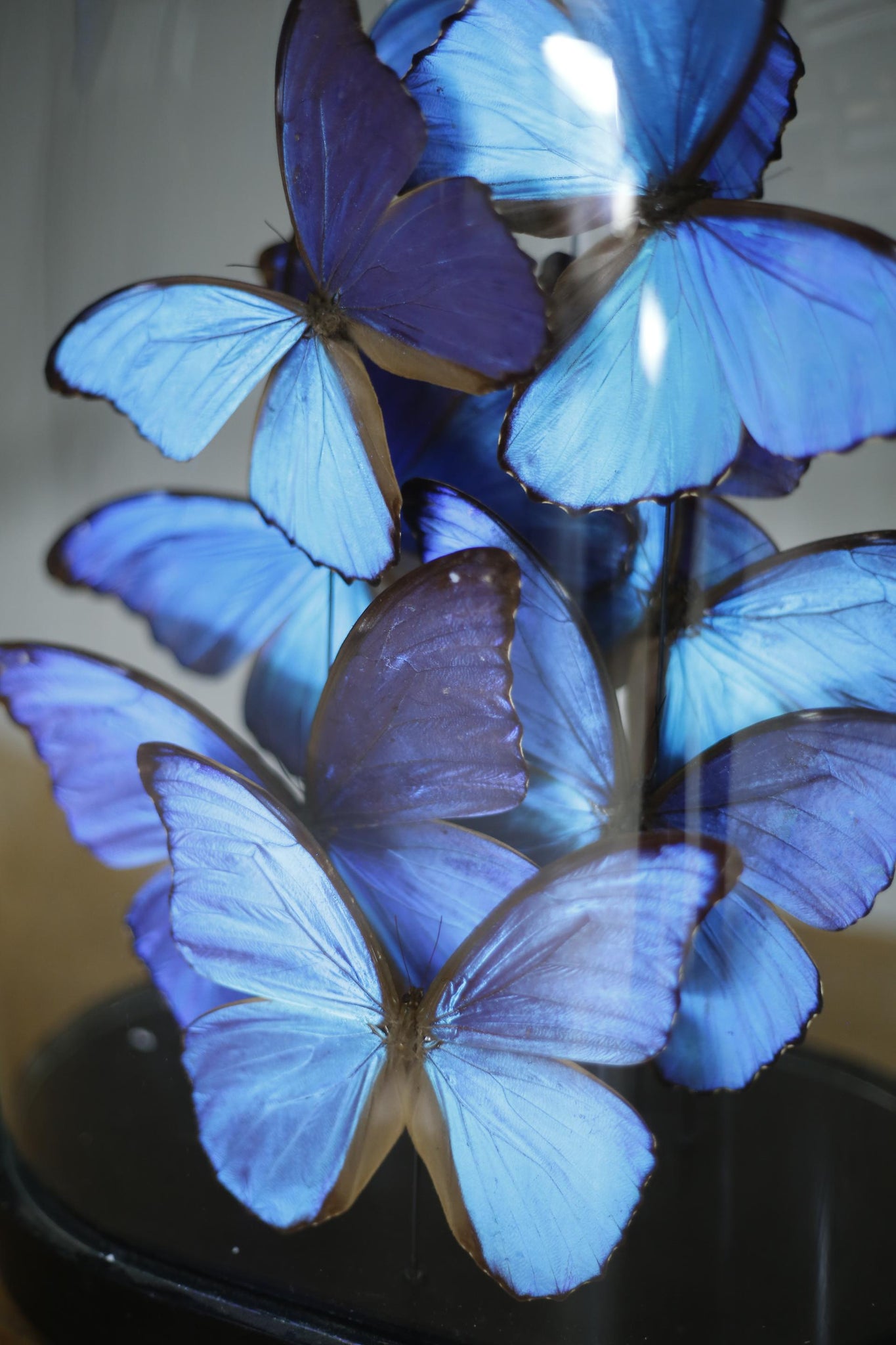 Large glass dome filled with blue morpho butterflies