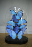 Large glass dome filled with blue morpho butterflies
