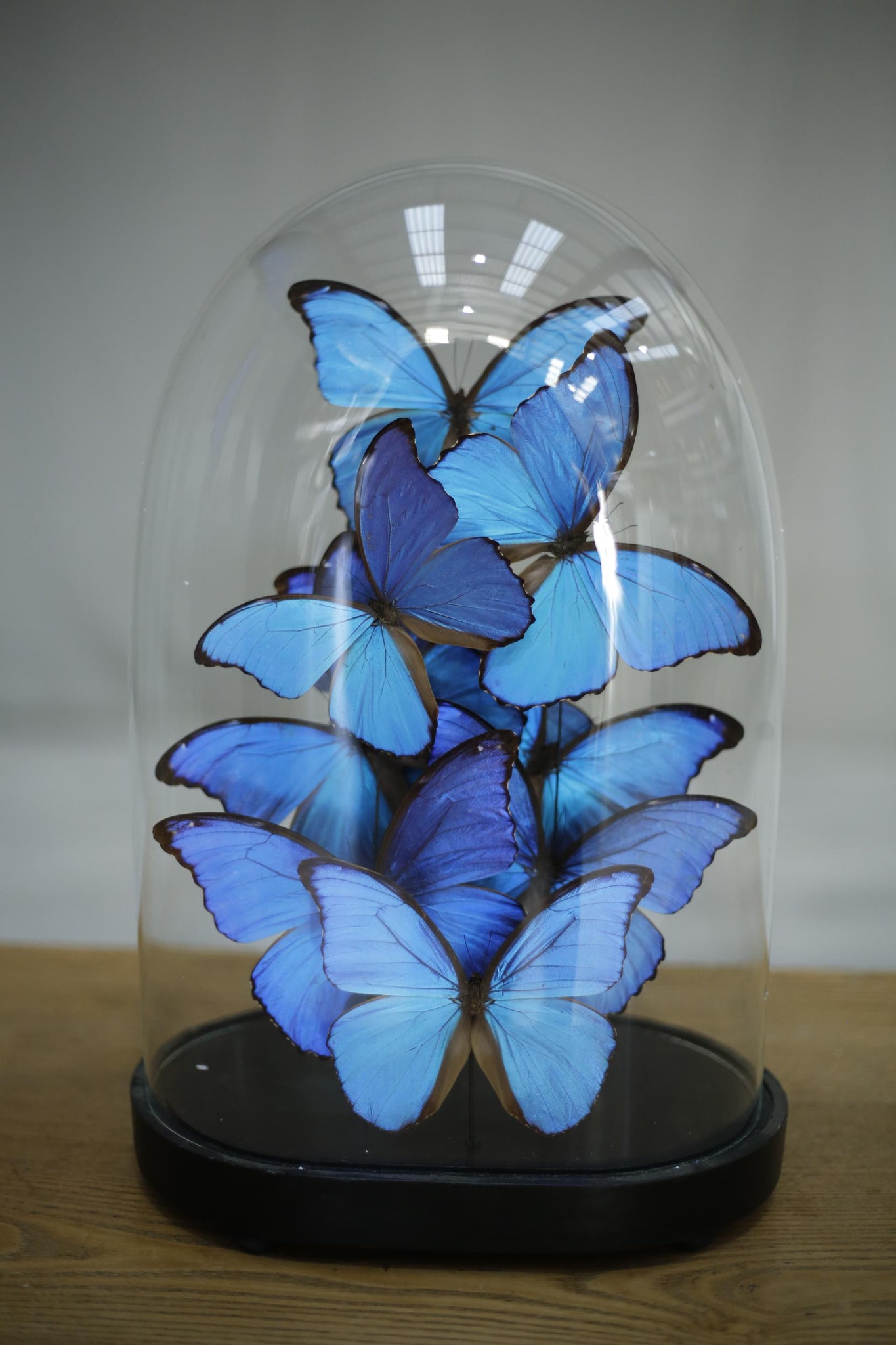 Large glass dome filled with blue morpho butterflies