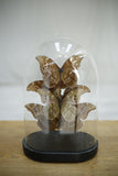 Large glass dome filled with blue morpho butterflies