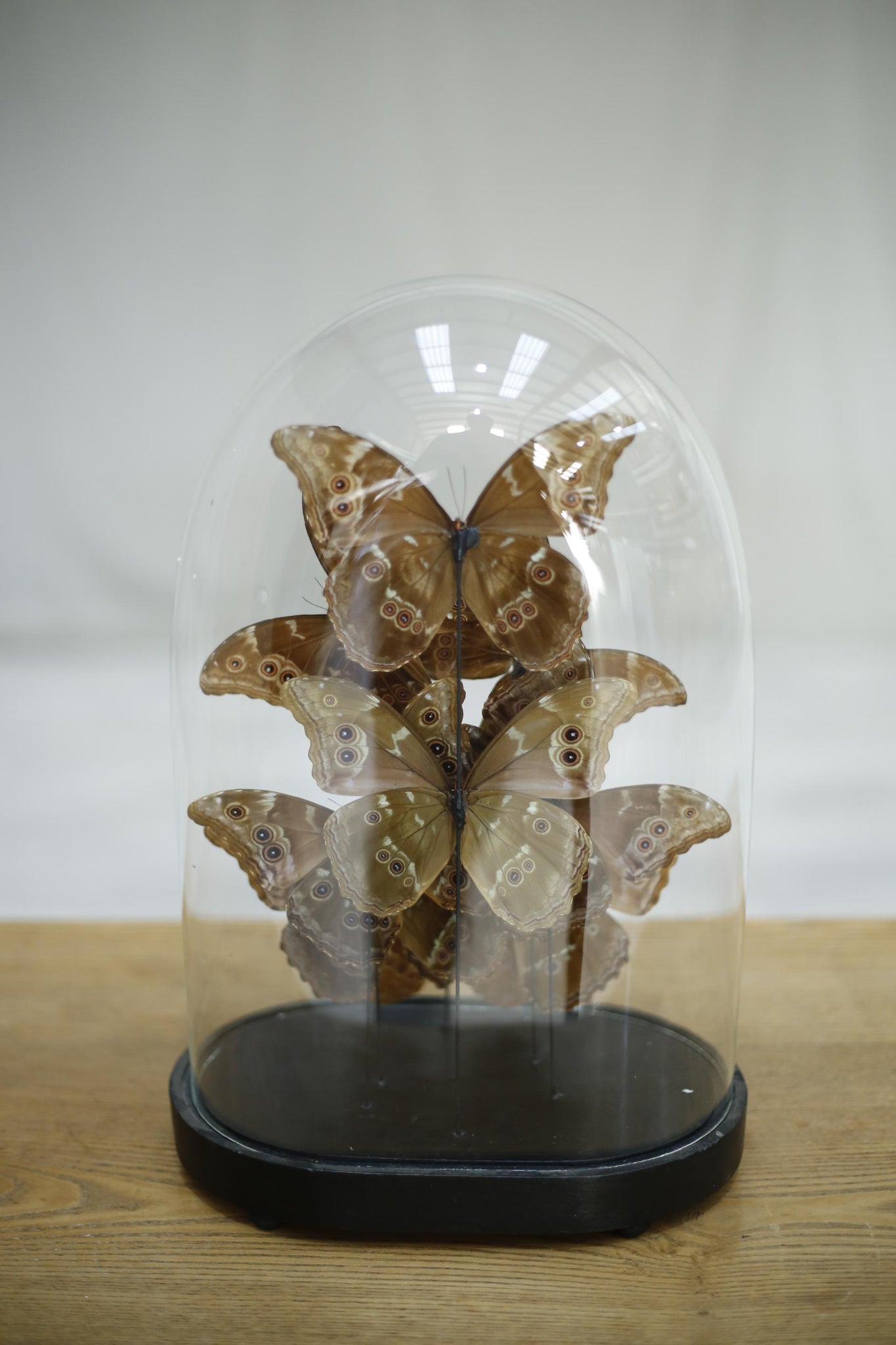 Large glass dome filled with blue morpho butterflies