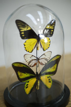Glass dome with a trio of yellow butterflies