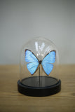 Glass dome with a single Blue morpho butterfly