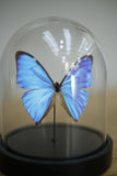 Glass dome with a single Blue morpho butterfly
