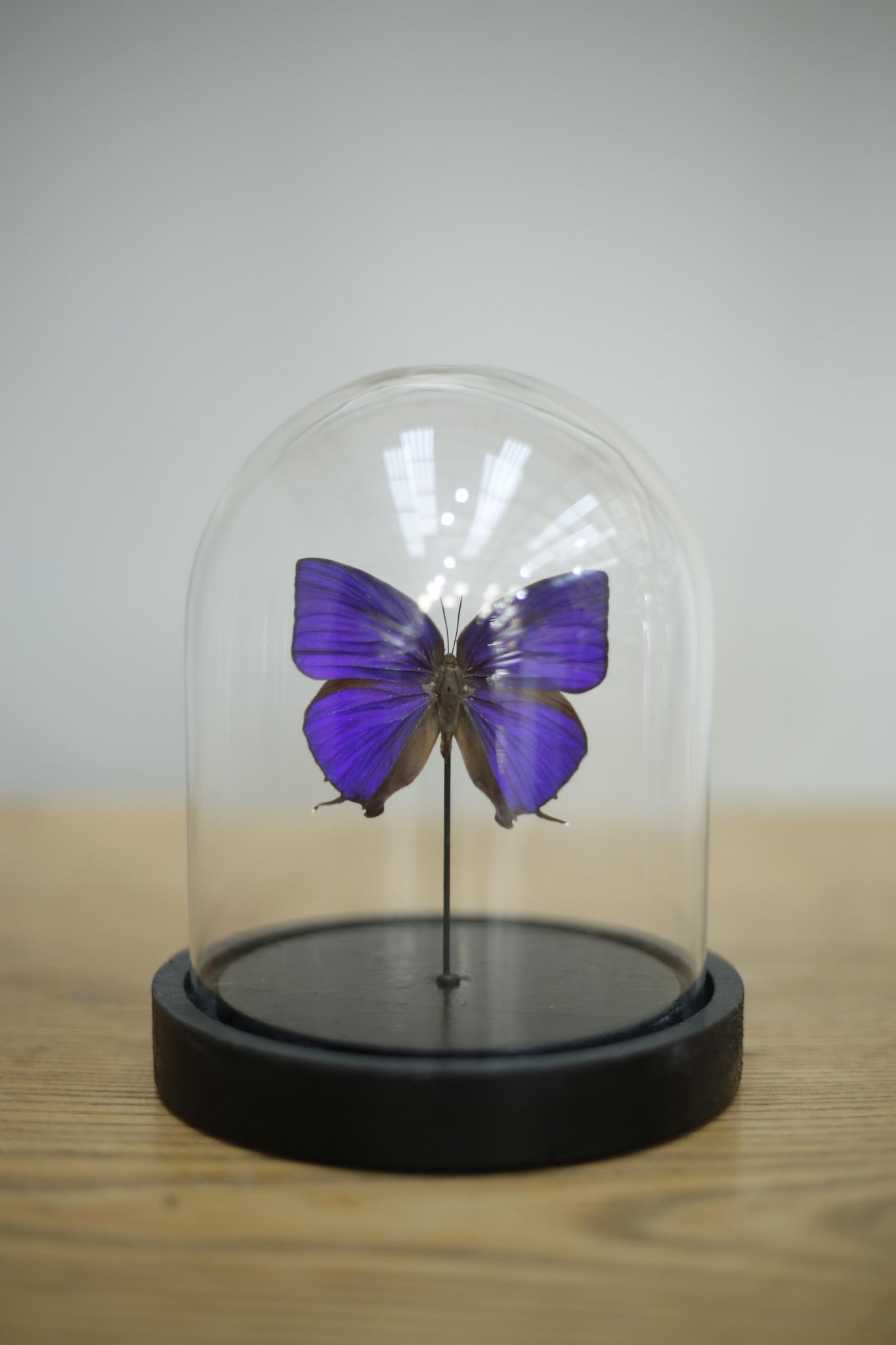 Glass dome with single Purple butterfly