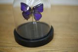 Glass dome with single Purple butterfly