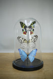 Glass dome trio of colourful butterflies