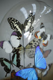 Large glass dome full of vivid butterflies