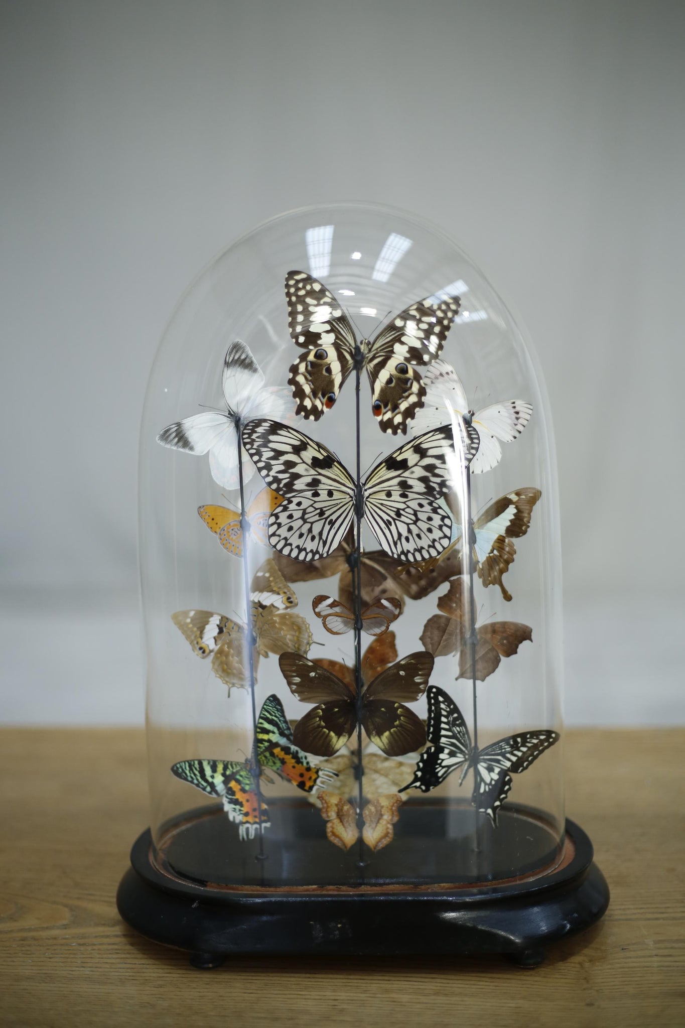 Large glass dome full of vivid butterflies