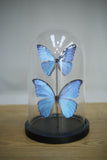 Glass dome with two blue morpho butterflies