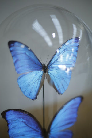Glass dome with two blue morpho butterflies
