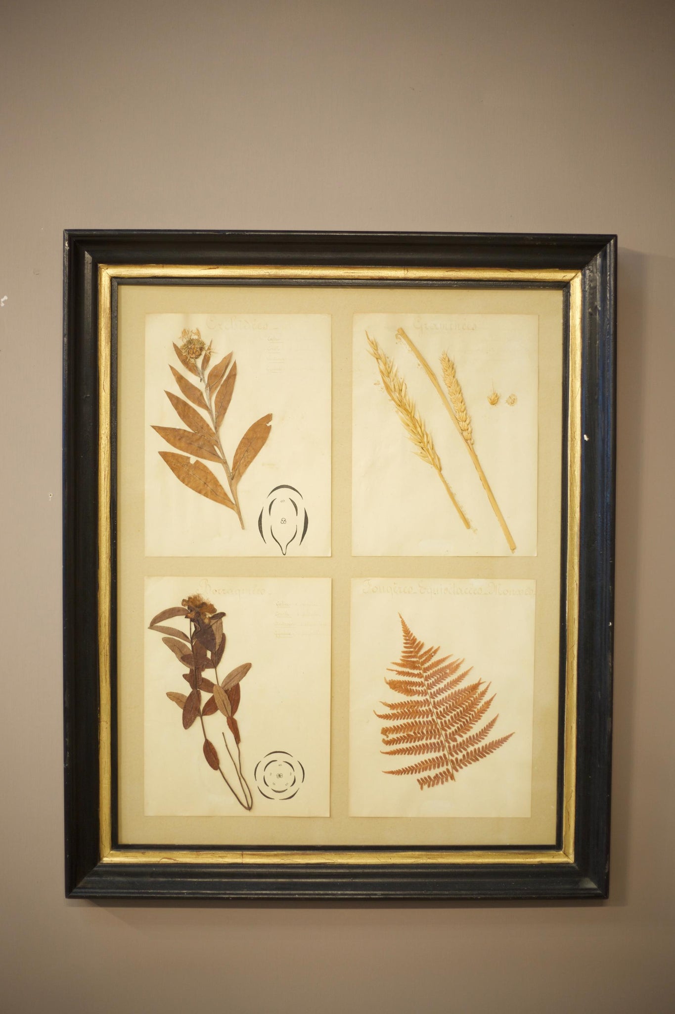 20th century Framed herbarium pages