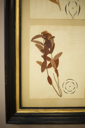 20th century Framed herbarium pages