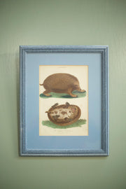 18th century book plate of a hedgehog - TallBoy Interiors