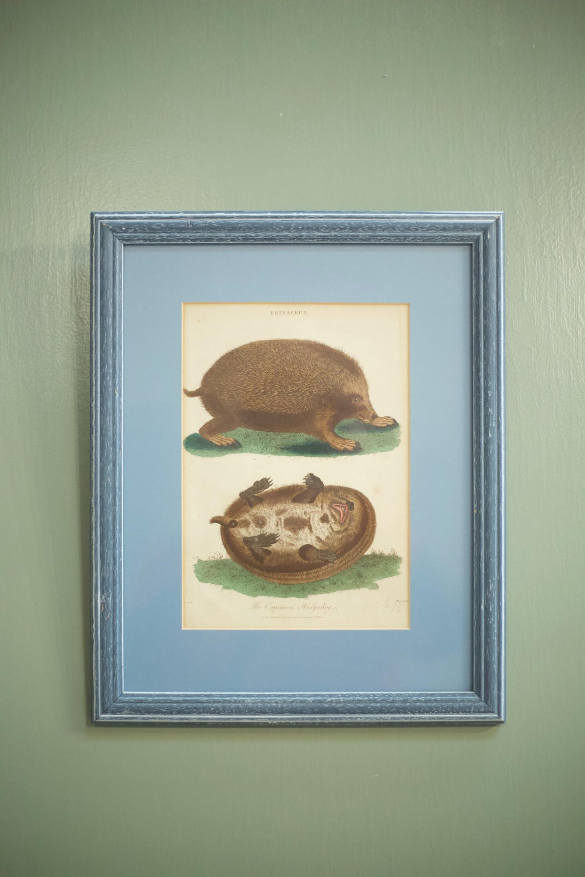 18th century book plate of a hedgehog - TallBoy Interiors