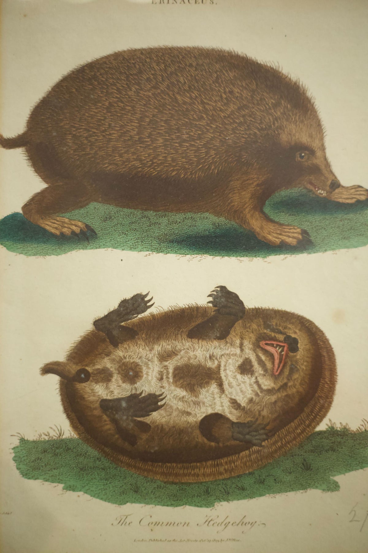 18th century book plate of a hedgehog - TallBoy Interiors