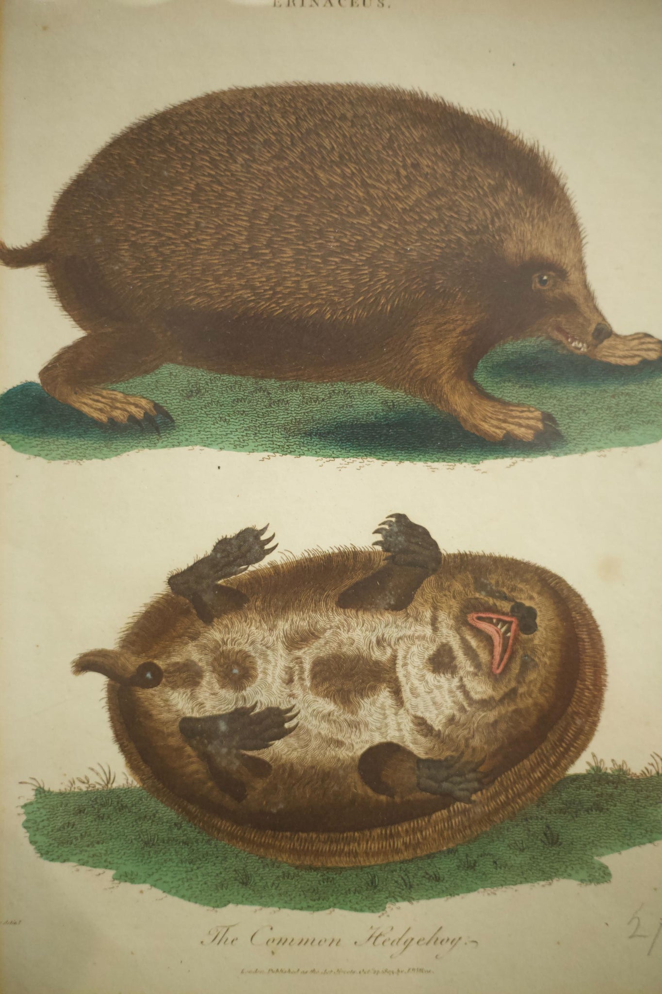 18th century book plate of a hedgehog